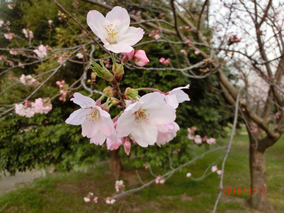 洞海ビオパークの桜