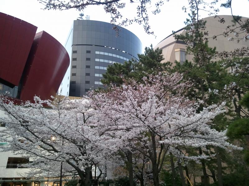 小倉城とお濠と桜