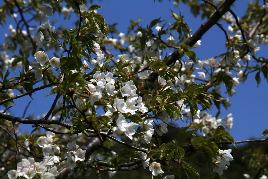 グリーンパークのオオシマザクラと思しき桜