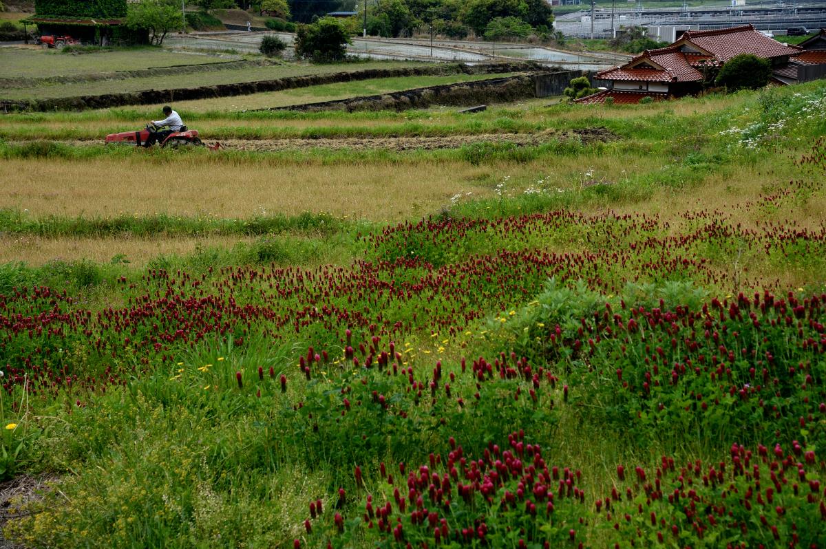 井手浦の赤い花