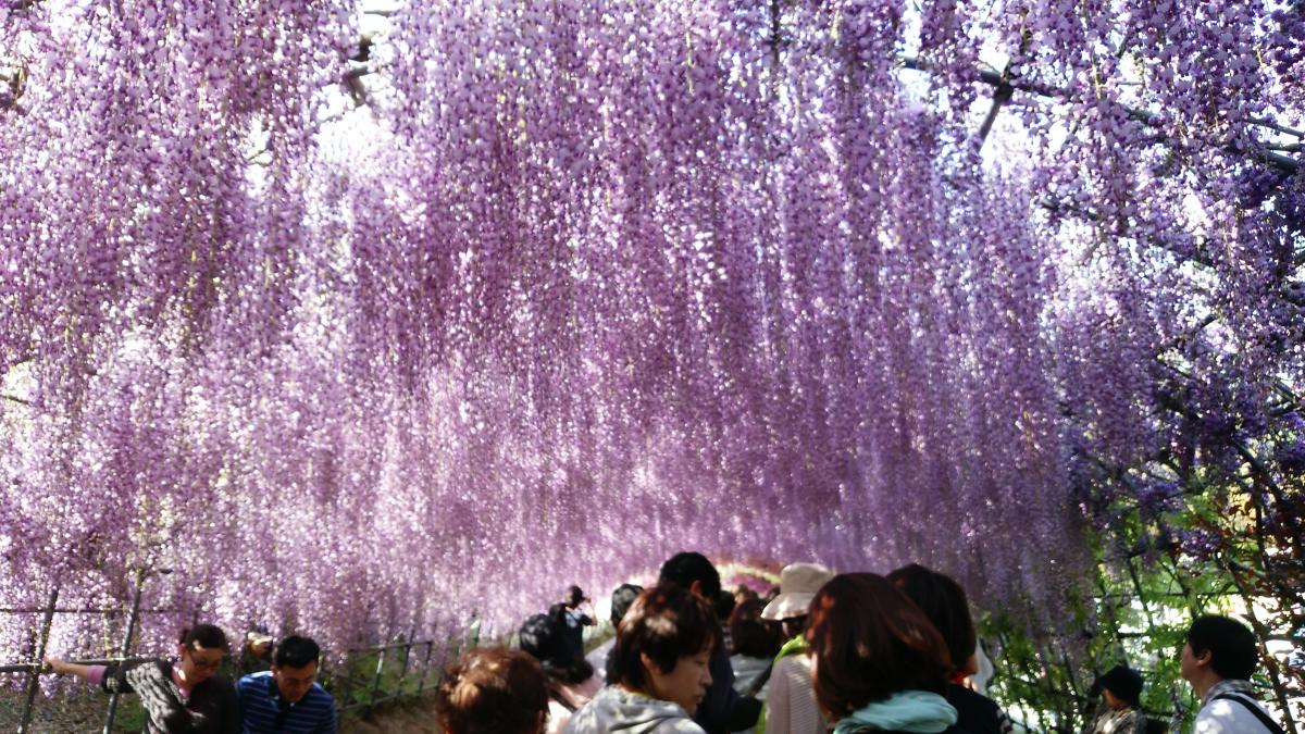 日本の最も美しい場所31選『河内藤園』
