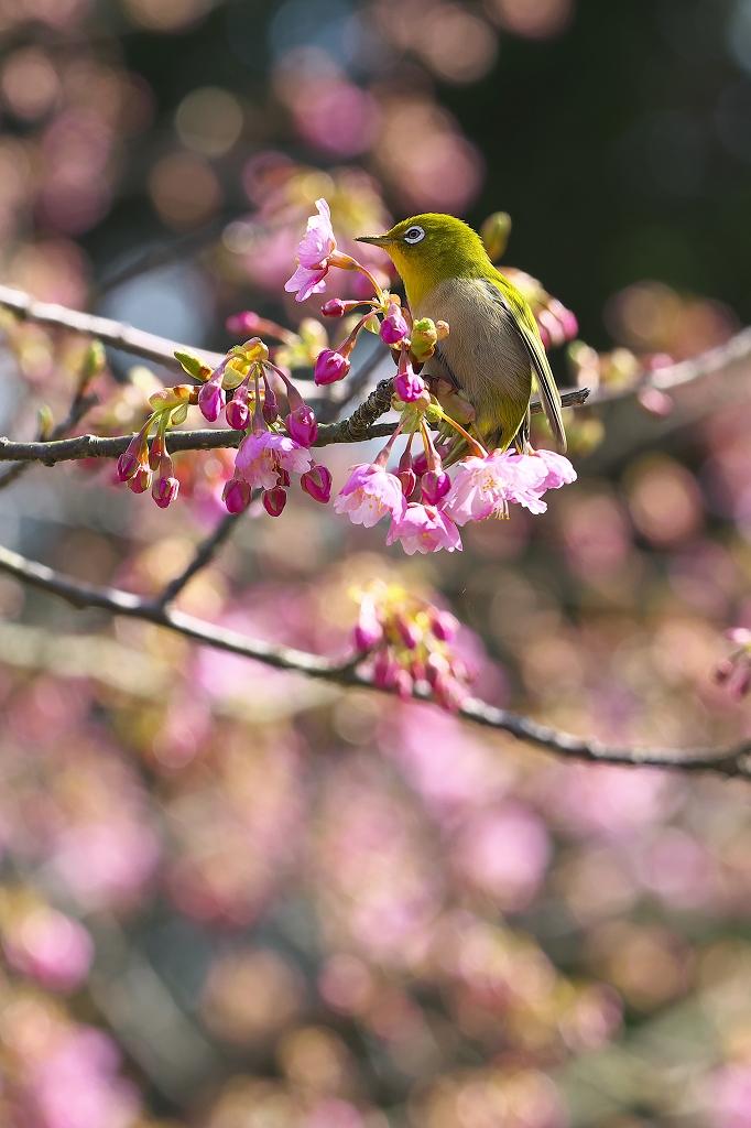 白野江植物園　河津桜とメジロ
