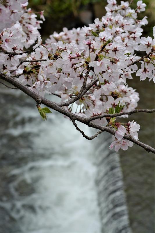 やっと満開！志井川の桜並木