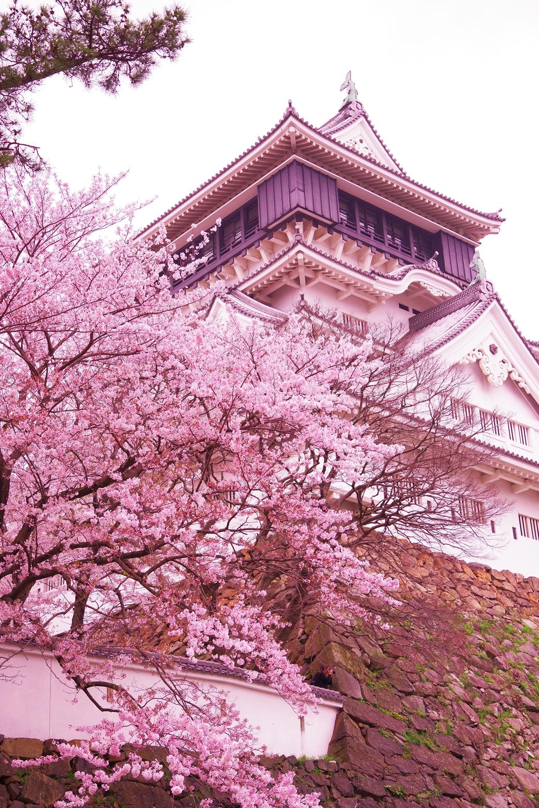 小倉城の桜2017～其の一～