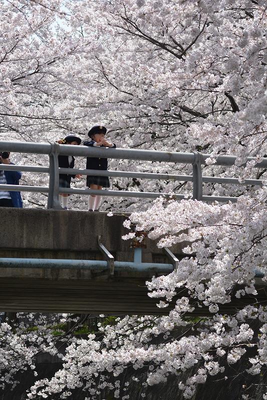 志井川桜満開！