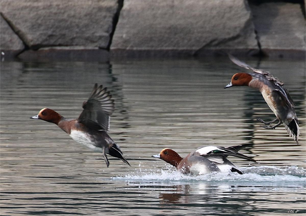 勝山公園の野鳥たち：紫川でみられる冬の渡り鳥（1）