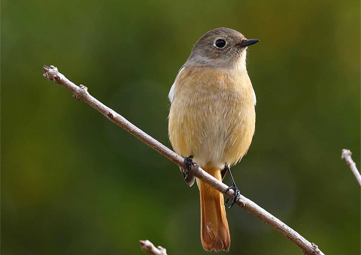 勝山公園の野鳥たち：公園で見られる冬の渡り鳥-1