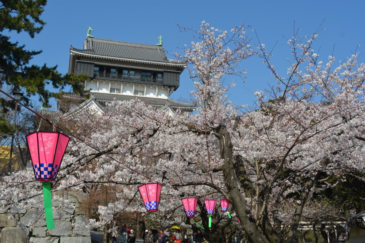 勝山公園と紫川周辺の桜情報