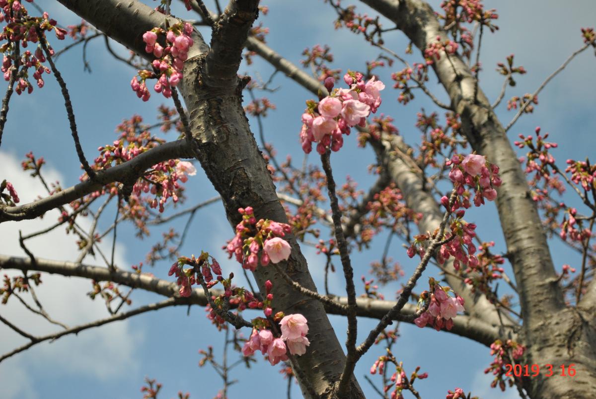 勝山公園の桜-3：陽光
