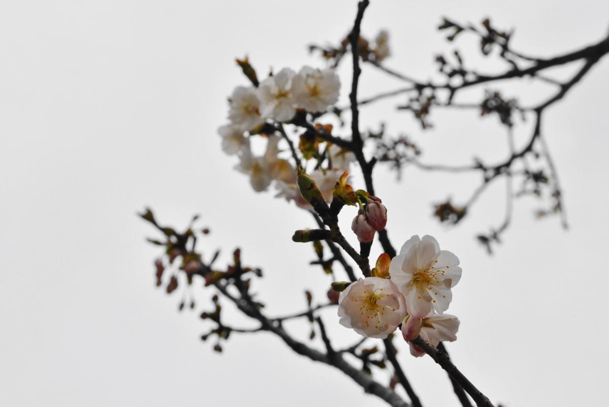 勝山公園の桜-4：有明