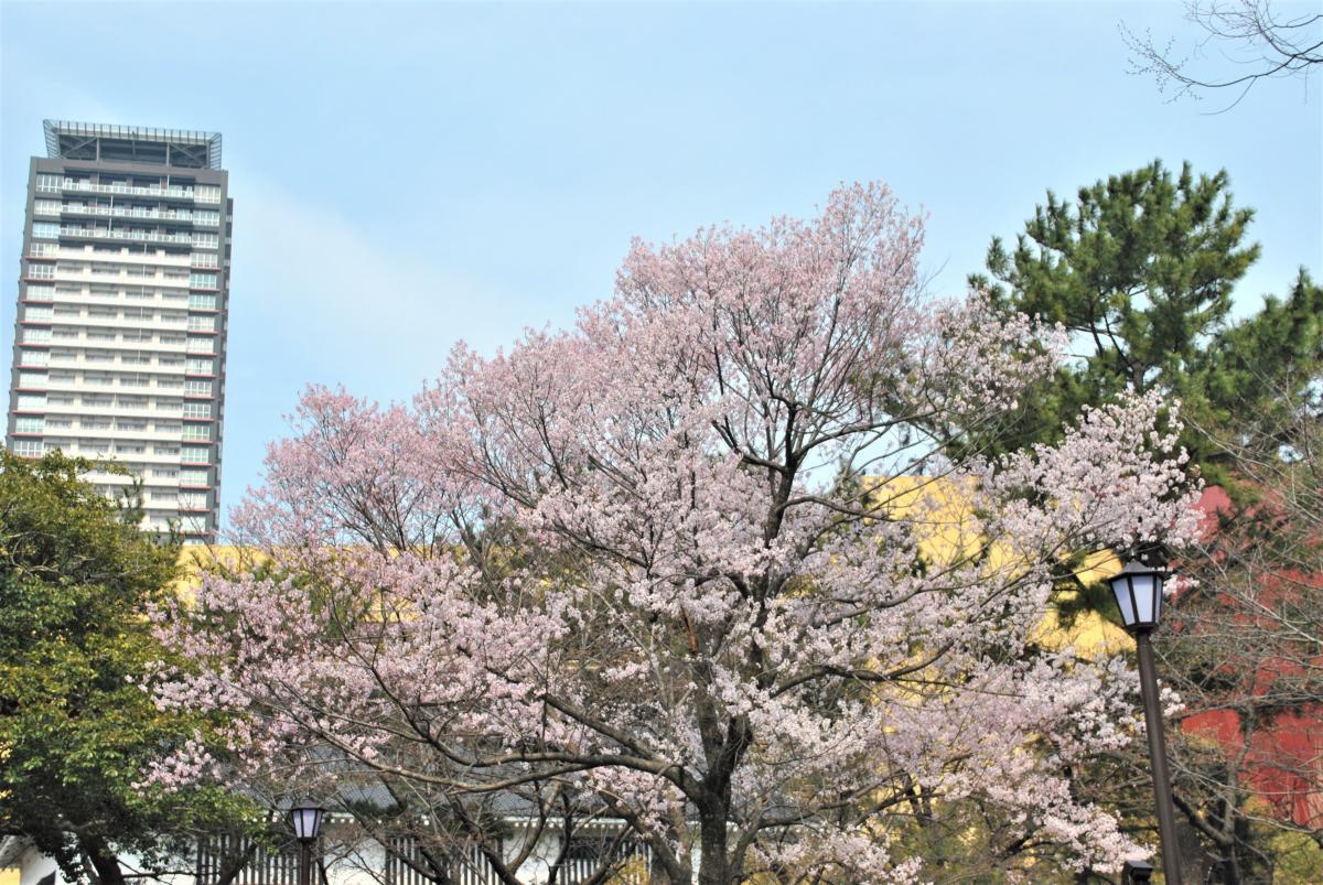 勝山公園の桜-5：江戸彼岸桜