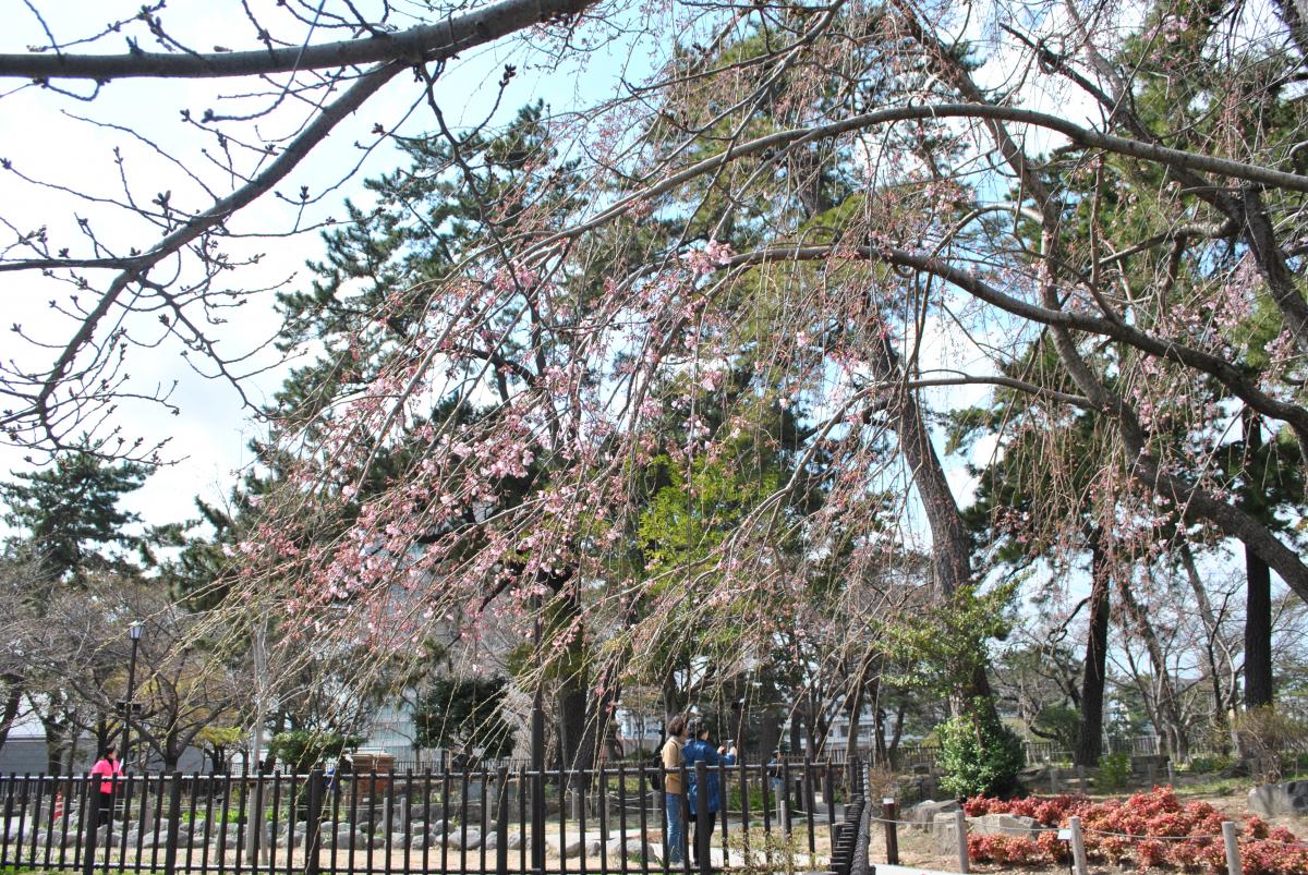 勝山公園の桜-6：枝垂桜（しだれざくら）