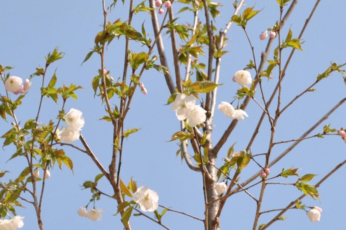 勝山公園の桜-9：白妙（シロタエ）