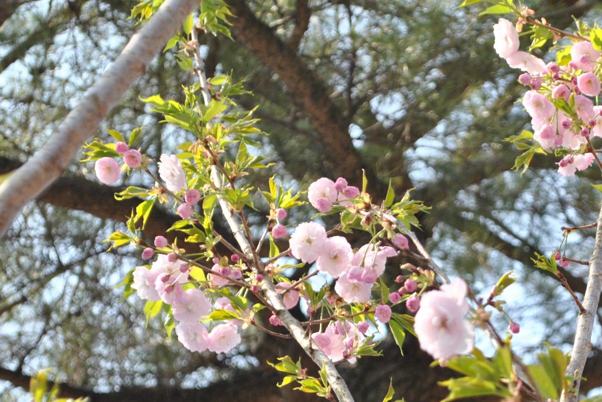 勝山公園の桜-10：一葉（イチヨウ）