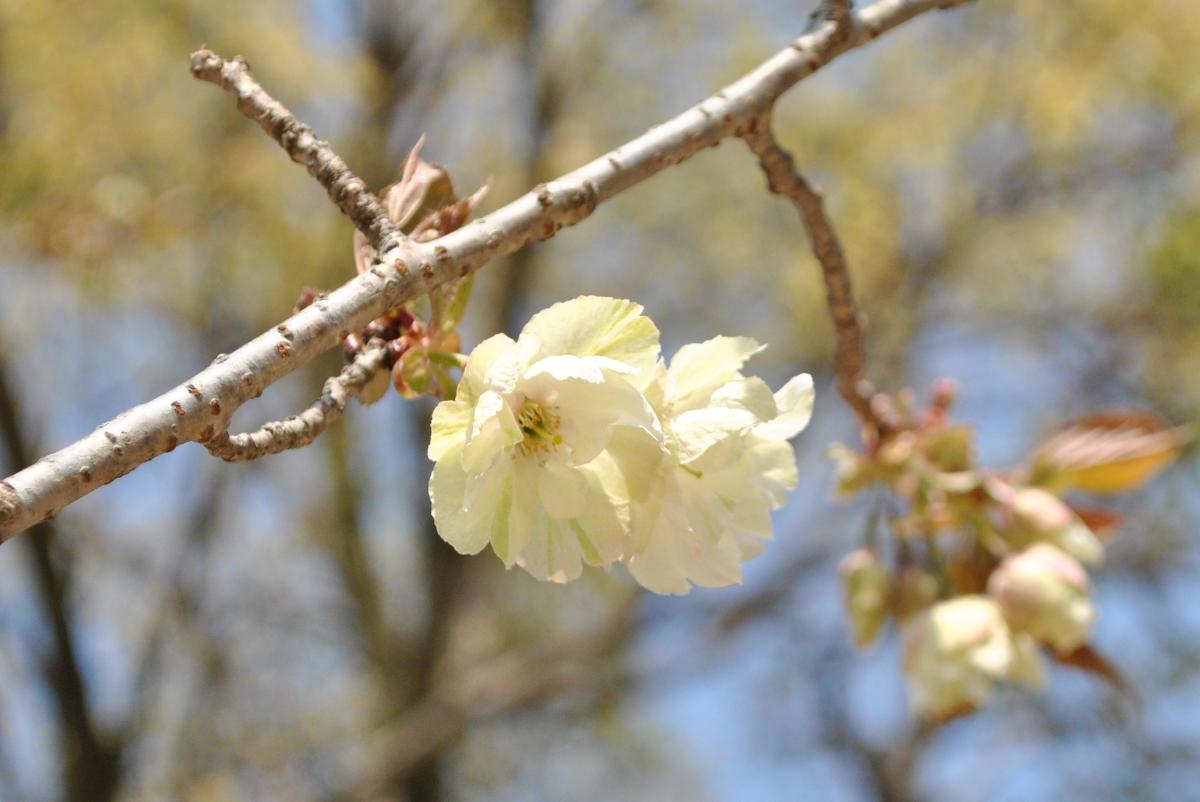 勝山公園の桜-8：鬱金（ウコン）