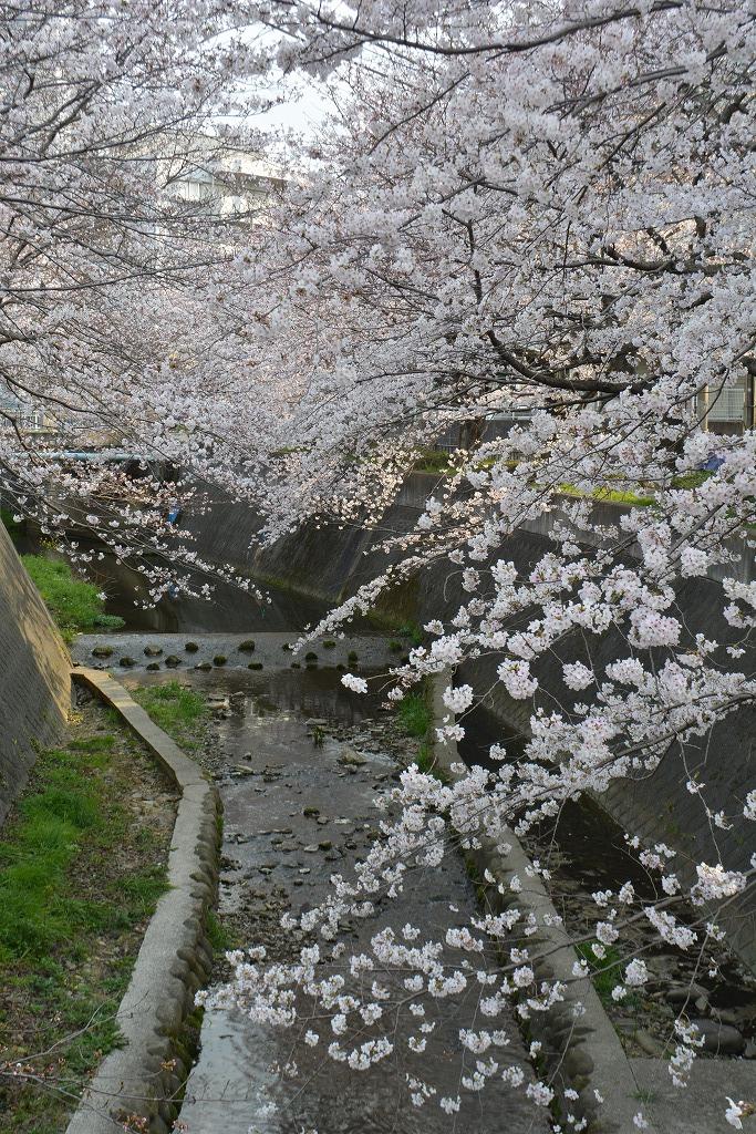 志井川の桜見頃です