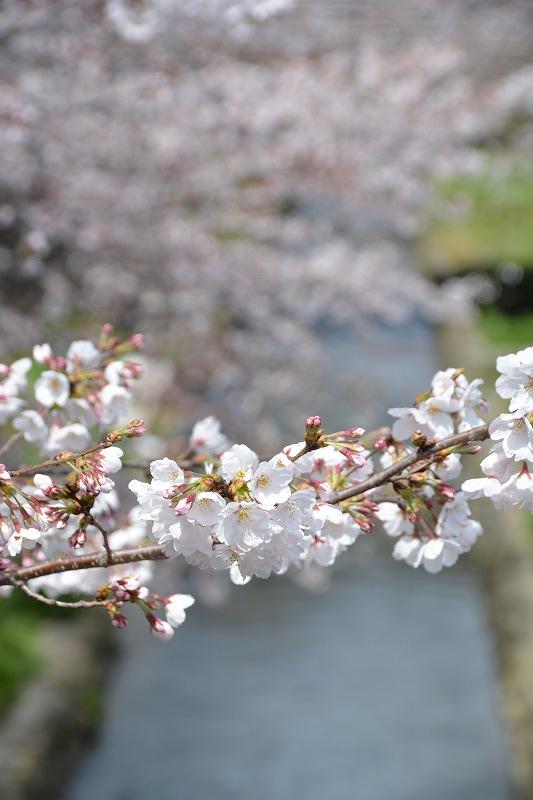 志井川の桜開花中