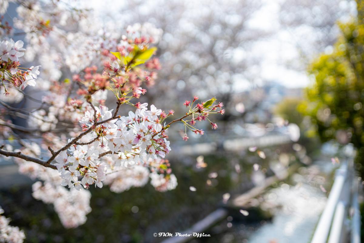 板櫃川の桜