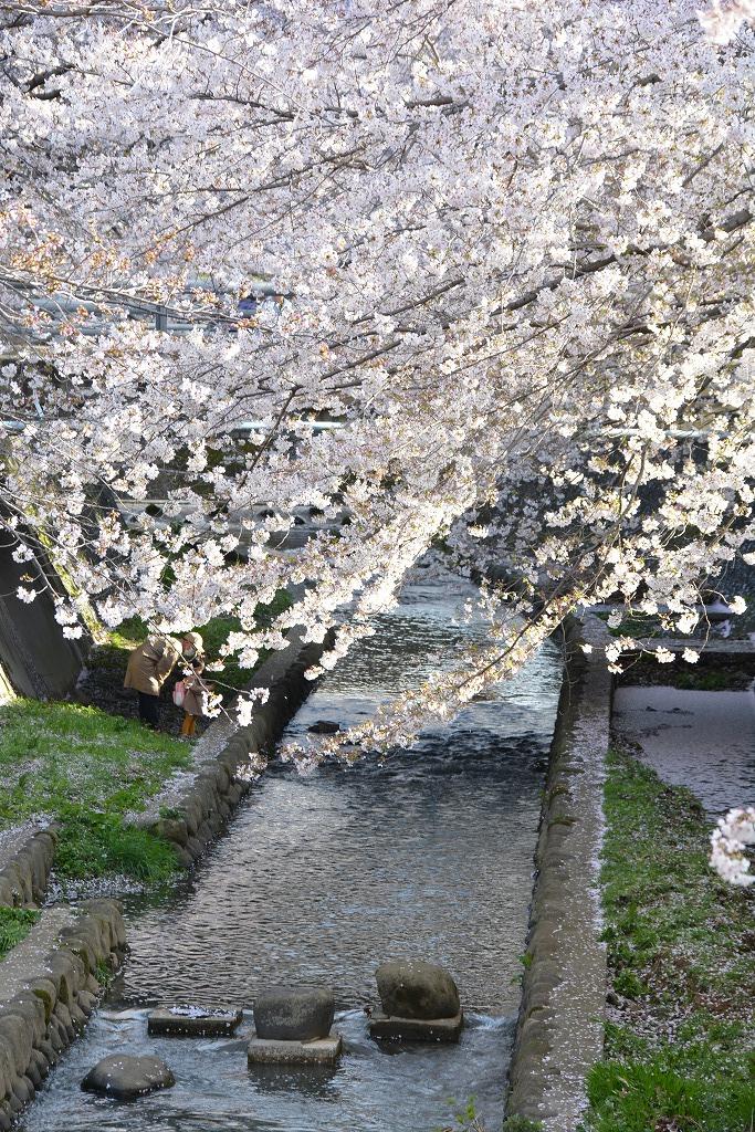桜満開の志井川
