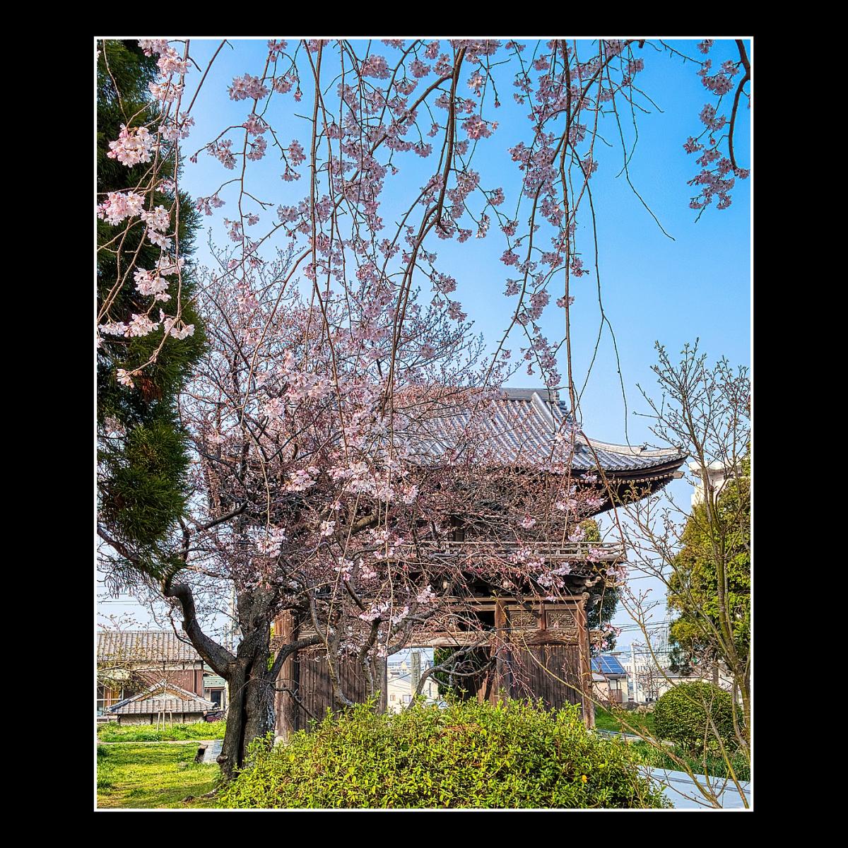 龍潜寺の桜