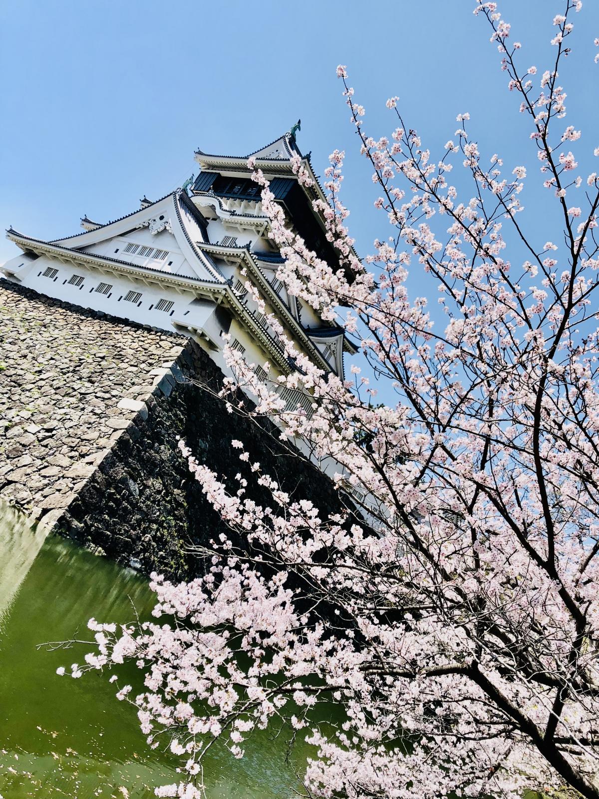 小倉城と、桜と、紫川