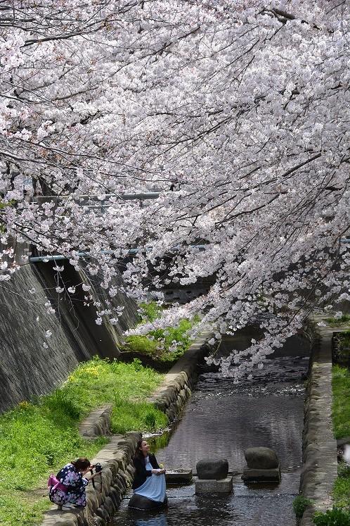 志井川の桜2022