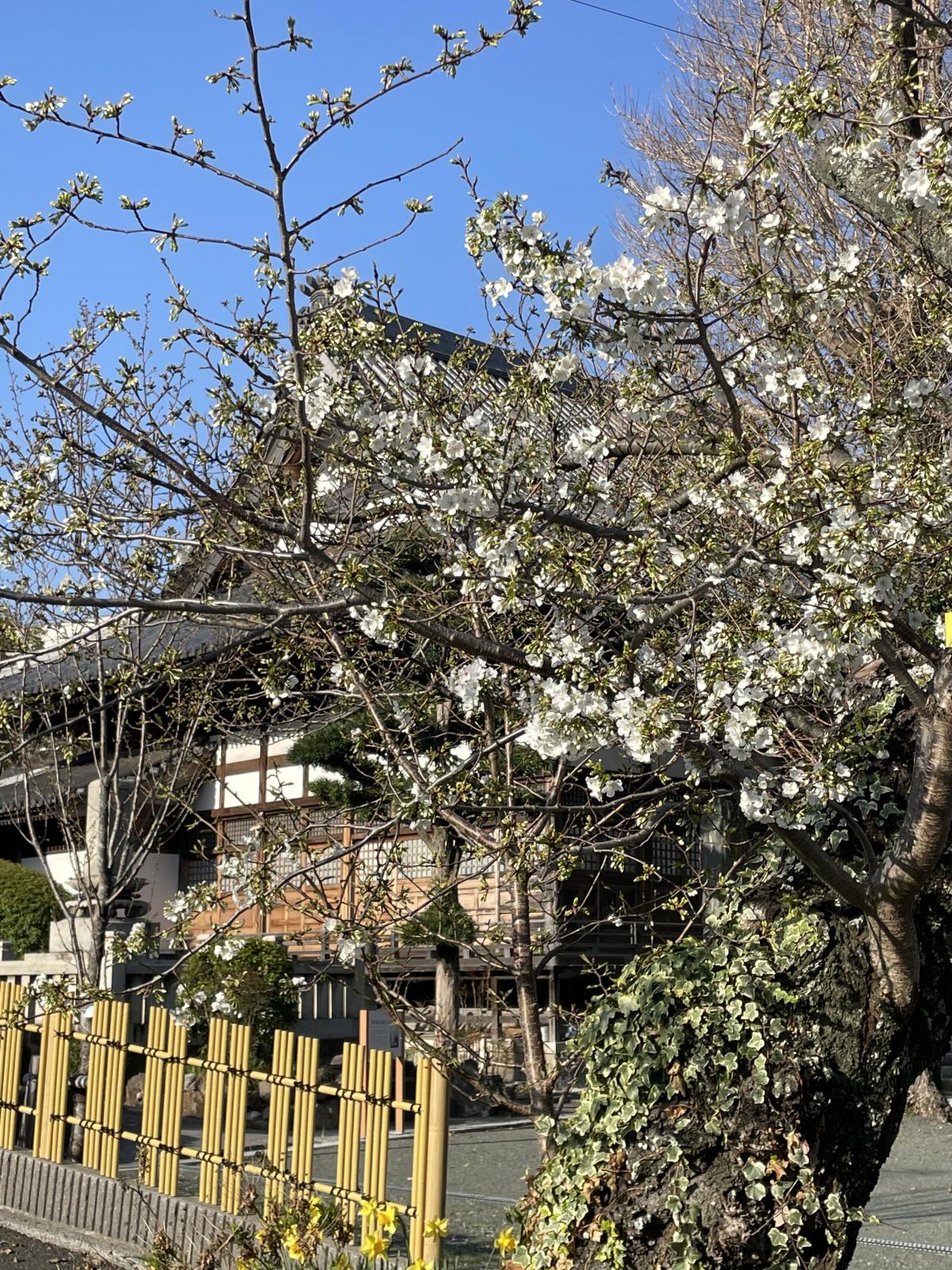 龍潜寺の桜