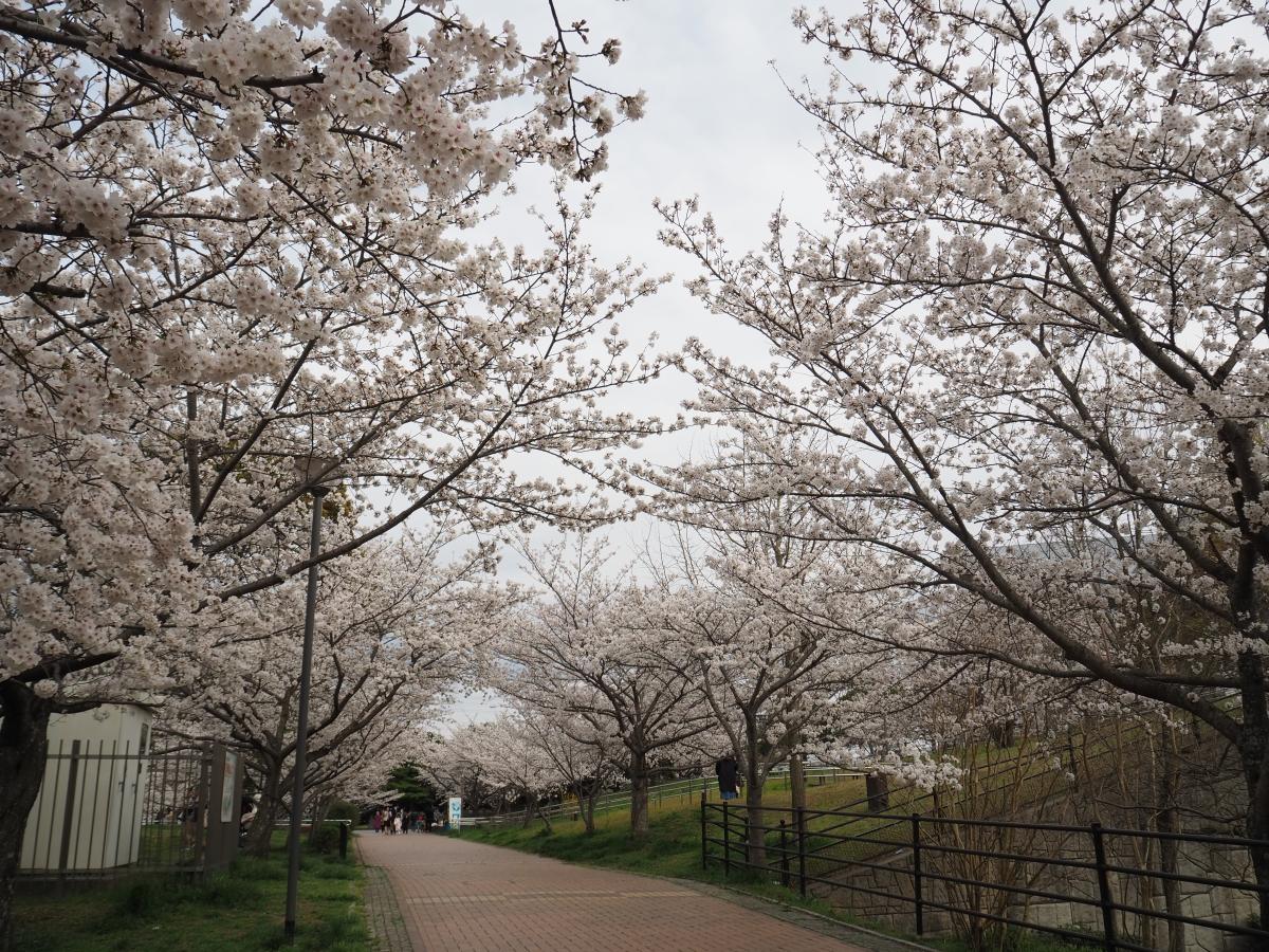 今年の桜。