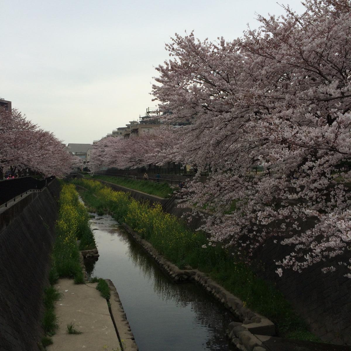 志井川の桜
