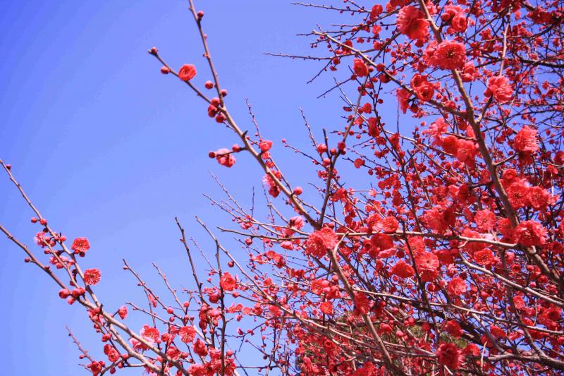 勝山公園に咲く梅