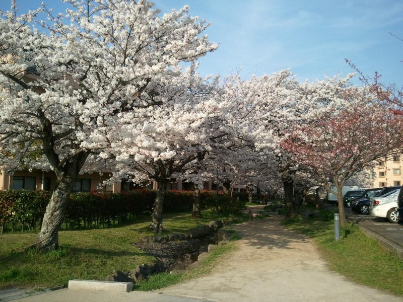 高見の桜