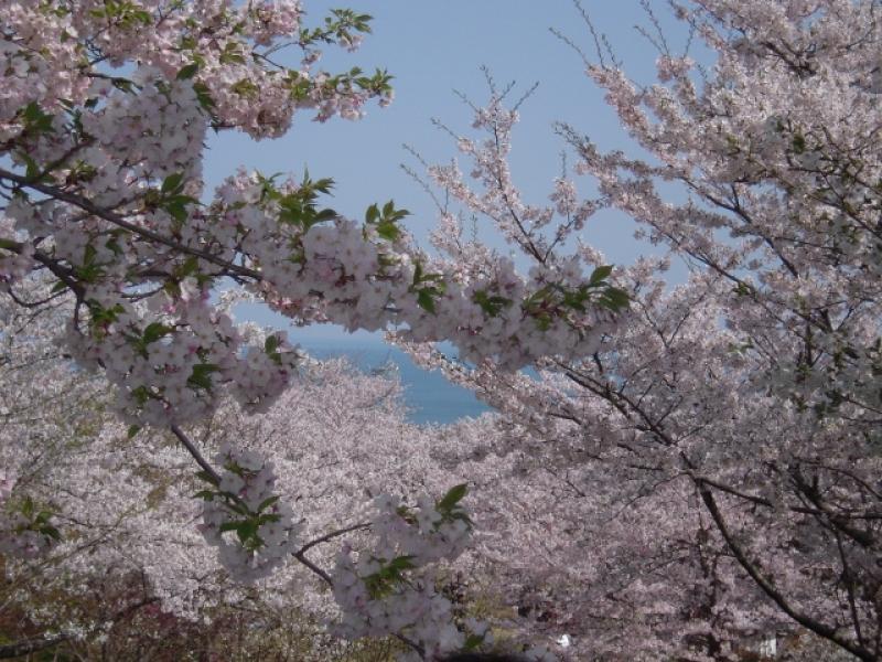 桜満開！白野江植物公園　☆☆☆