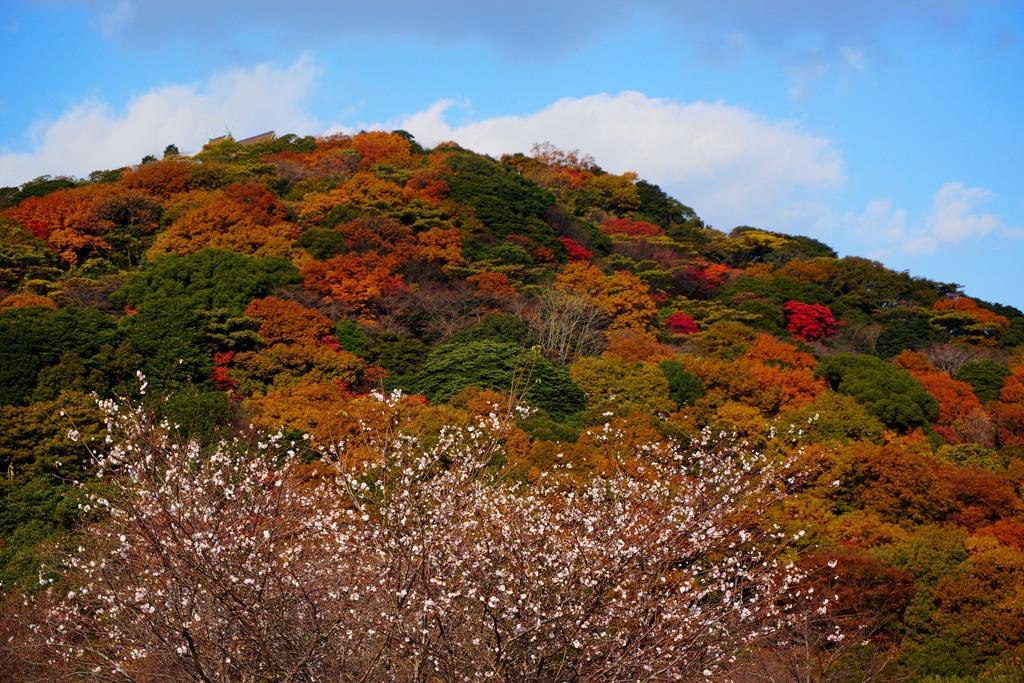 紅葉と桜のコラボ