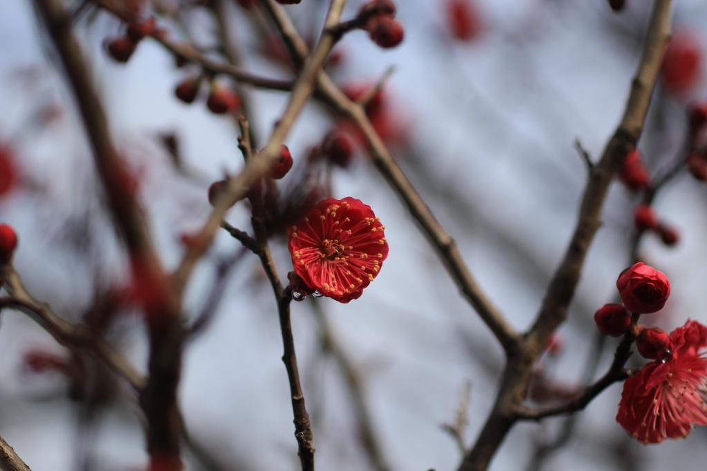勝山公園に咲く梅