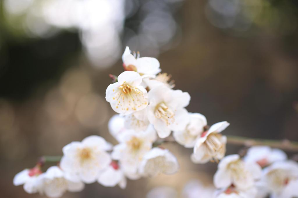 小倉城庭園に咲く梅