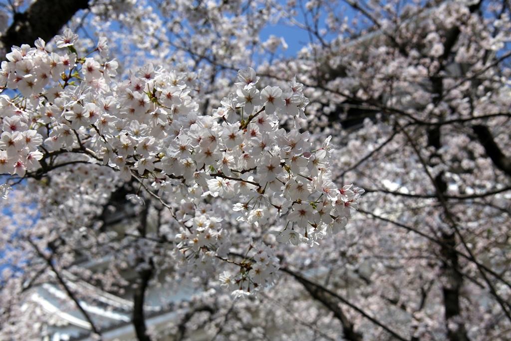 花桜と小倉城（満開）