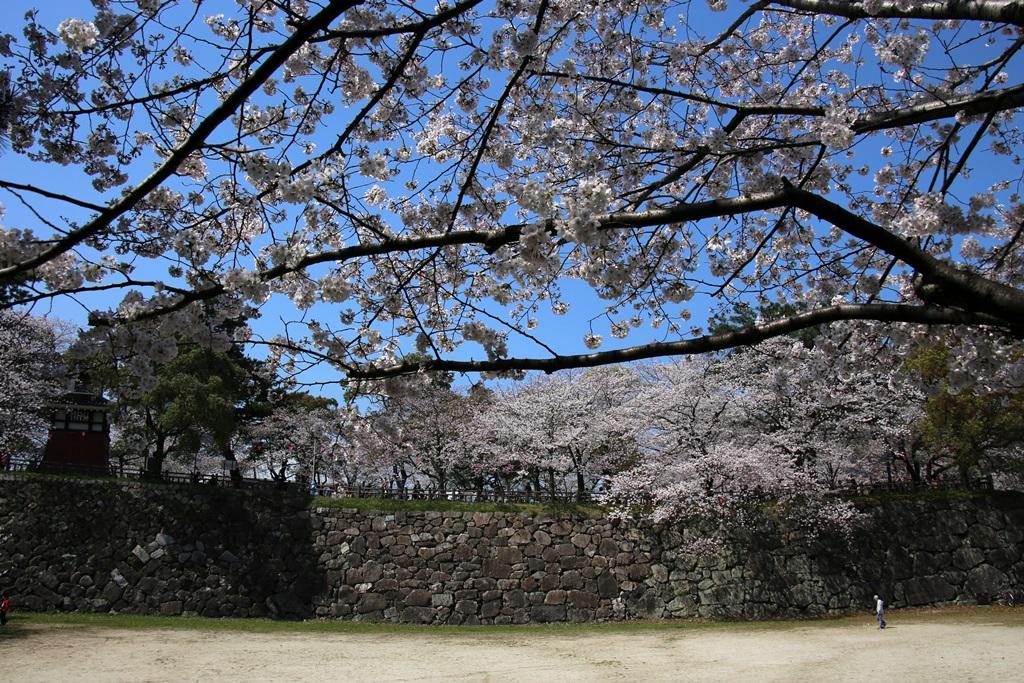 小倉城松の丸石垣と花桜