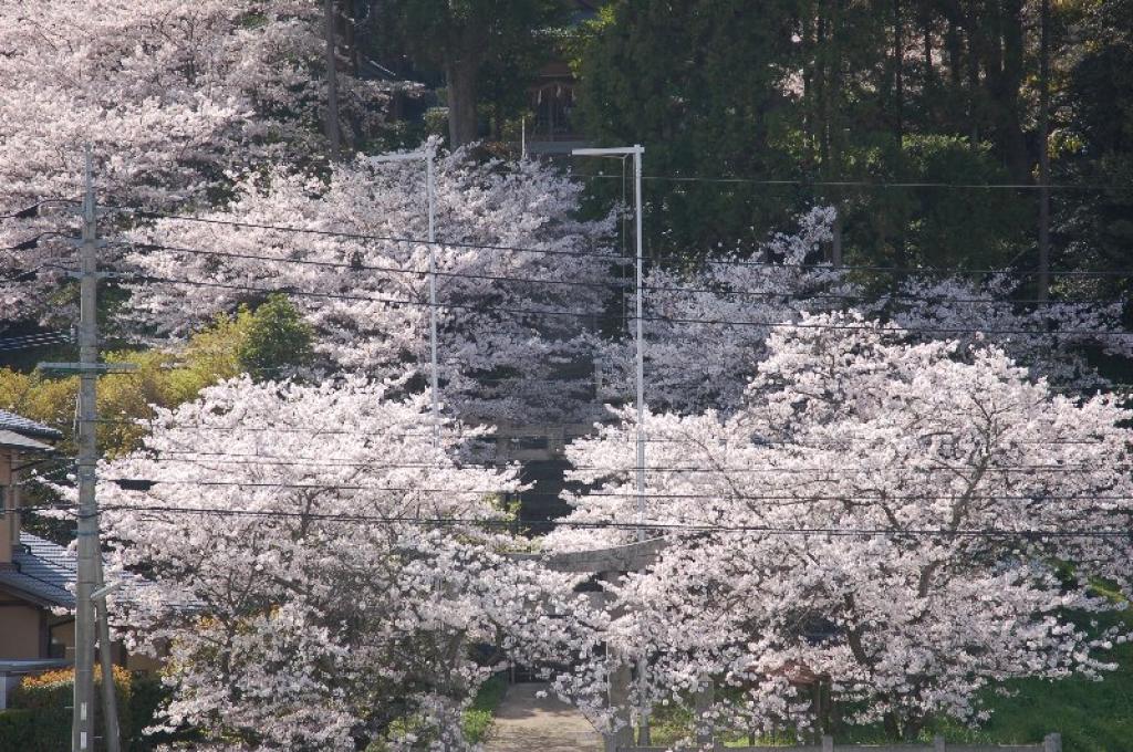 八剣神社の桜