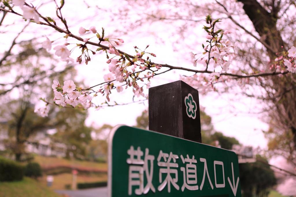 北九州市立美術館に咲く桜