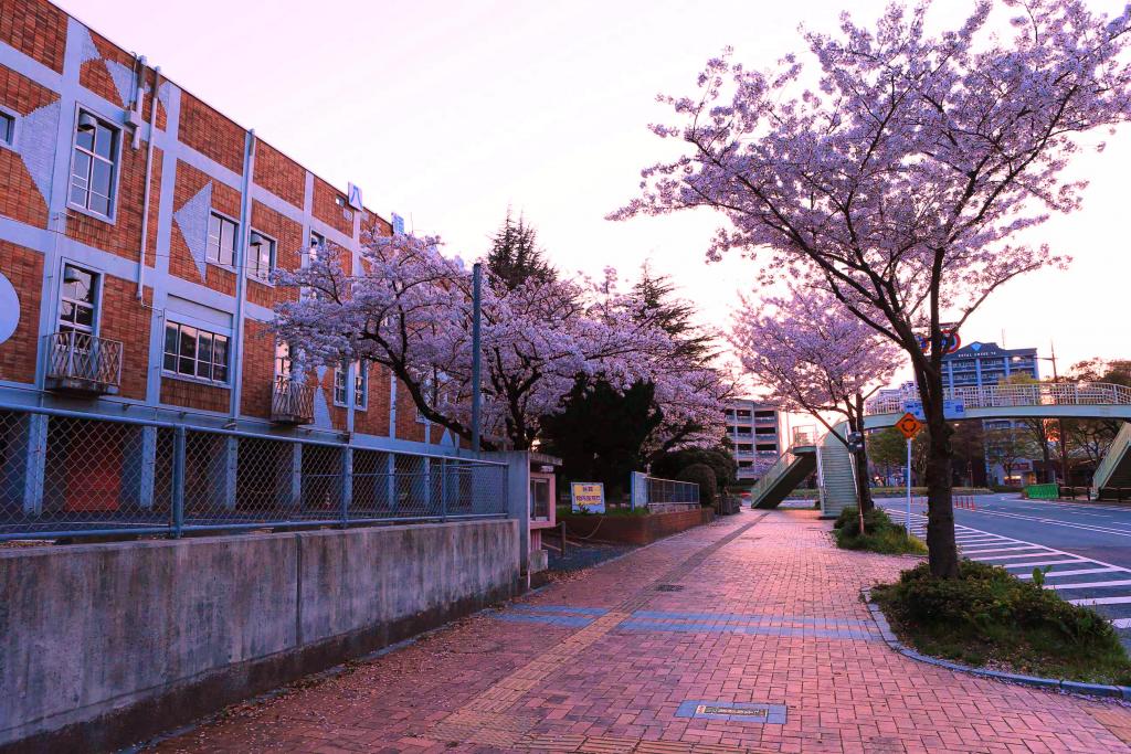八幡図書館に咲く桜