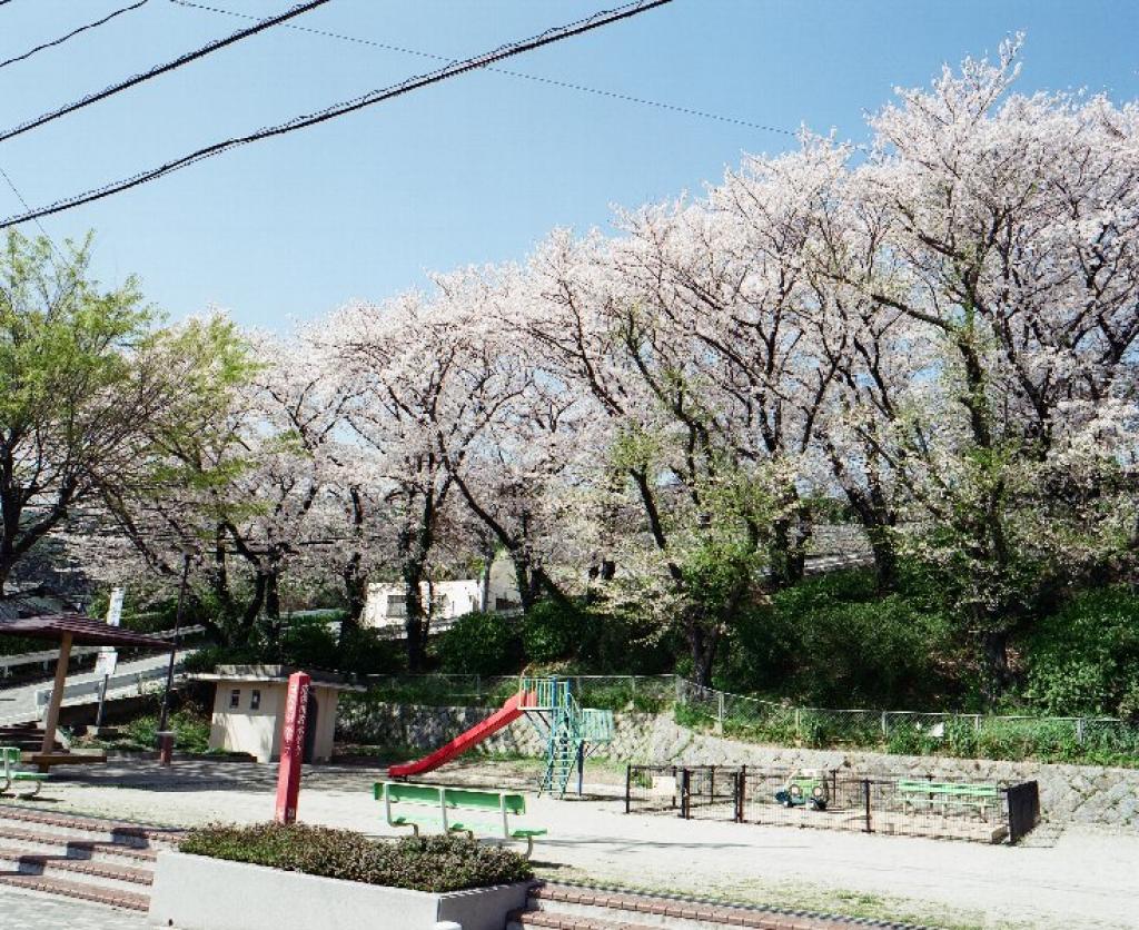 あなろぐ　その3　赤島公園の桜