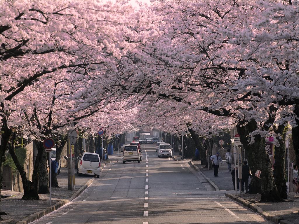 安部山公園の桜