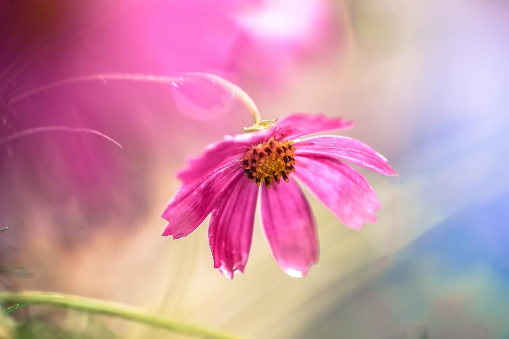 伊川の秋桜