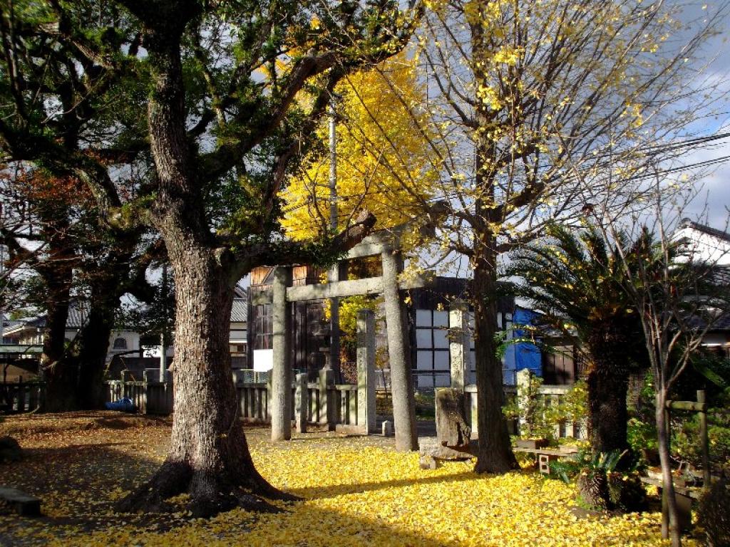 木屋瀬須賀神社の銀杏