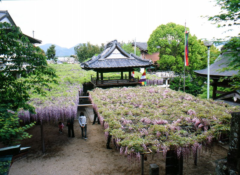 吉祥寺の藤まつり 常設展示室 北九州市 時と風の博物館