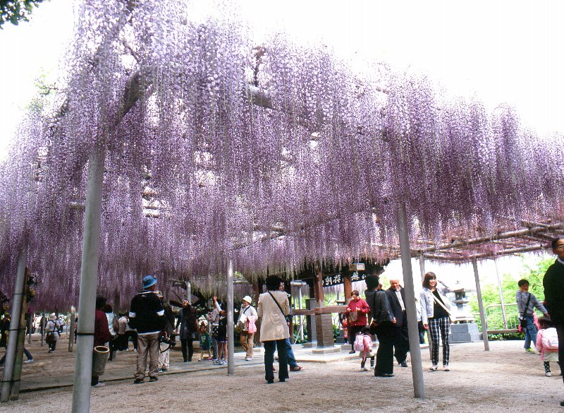 吉祥寺の藤まつり 常設展示室 北九州市 時と風の博物館