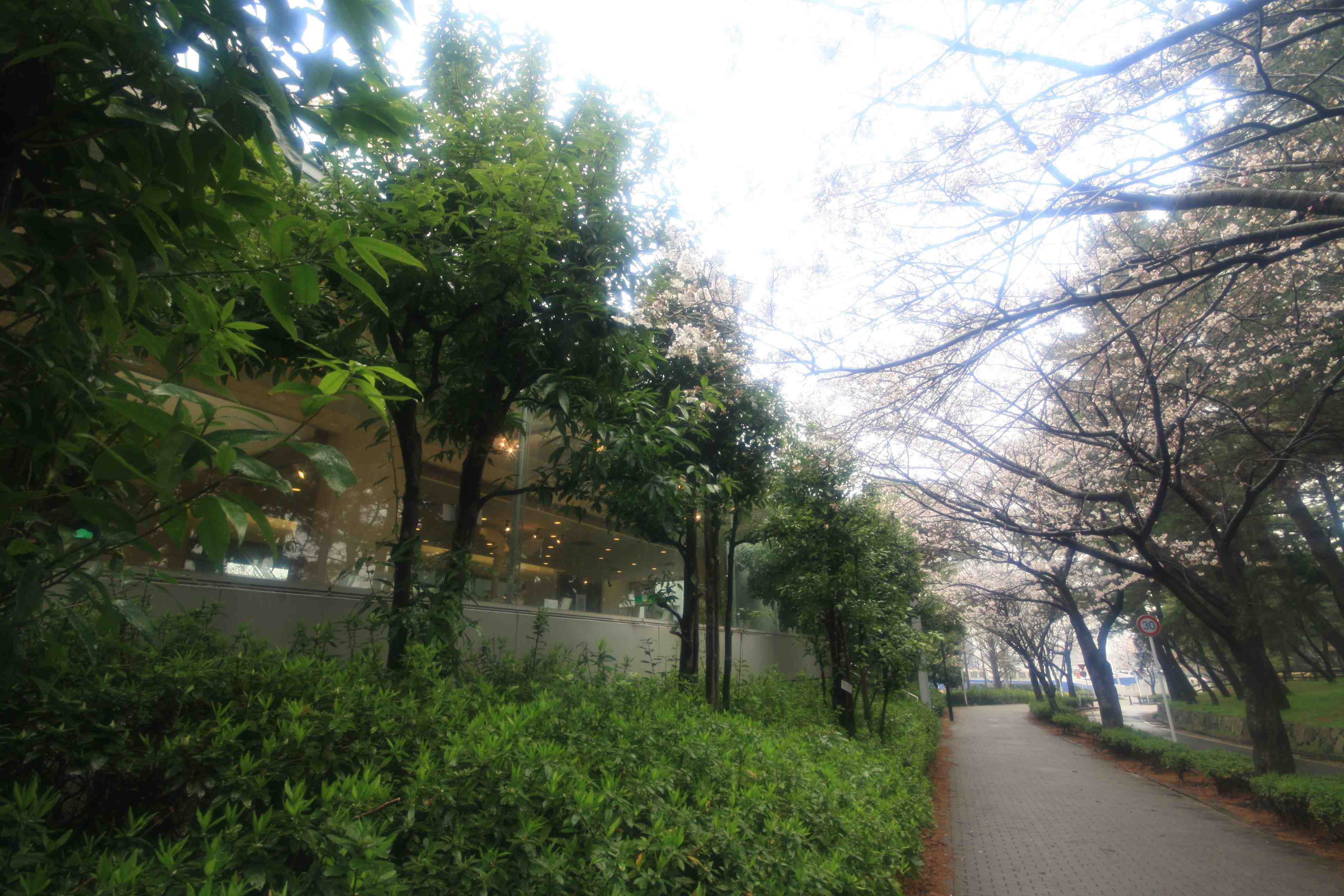 曲里（まがり）の松並木|常設展示室|北九州市 時と風の博物館